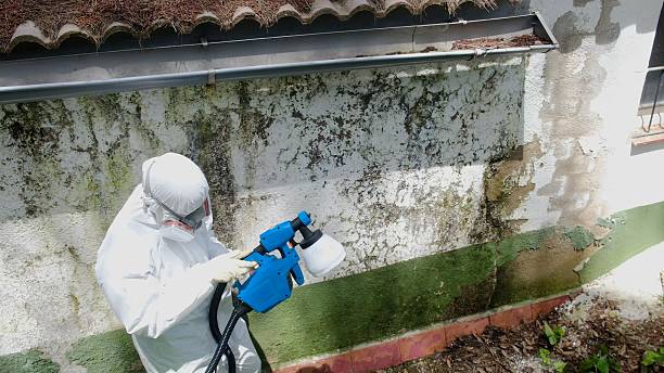 Top rated local Basement Mold Removal specialists in Alum Bank, PA